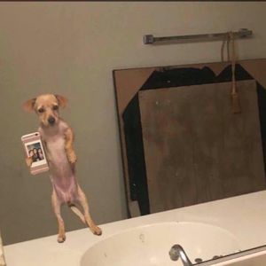 Meet your Posher, Jay